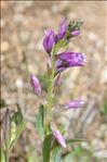 Polygala pedemontana E.P.Perrier & B.Verl.