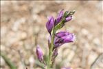 Polygala pedemontana E.P.Perrier & B.Verl.
