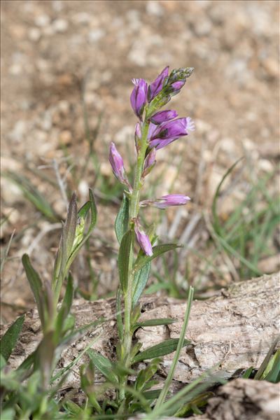 Polygala pedemontana E.P.Perrier & B.Verl.