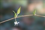 Lonicera fragrantissima Lindl. & Paxton