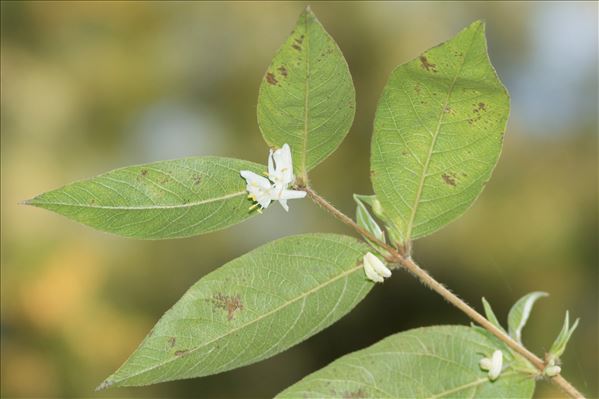 Lonicera fragrantissima Lindl. & Paxton