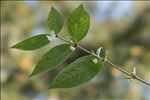 Lonicera fragrantissima Lindl. & Paxton