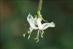 Lonicera fragrantissima Lindl. & Paxton