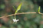 Lonicera fragrantissima Lindl. & Paxton