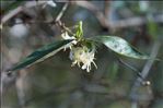 Lonicera fragrantissima Lindl. & Paxton