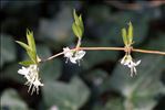 Lonicera fragrantissima Lindl. & Paxton