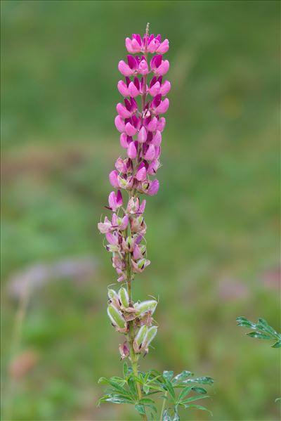 Lupinus ×regalis Bergmans