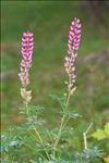 Lupinus ×regalis Bergmans