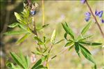 Lupinus ×regalis Bergmans