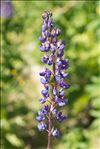 Lupinus ×regalis Bergmans