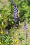 Lupinus ×regalis Bergmans