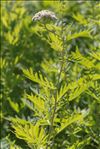 Tanacetum macrophyllum (Waldst. & Kit.) Sch.Bip.