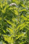 Tanacetum macrophyllum (Waldst. & Kit.) Sch.Bip.