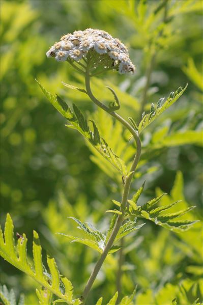 Tanacetum macrophyllum (Waldst. & Kit.) Sch.Bip.