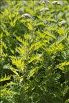 Tanacetum macrophyllum (Waldst. & Kit.) Sch.Bip.