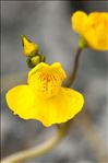 Utricularia australis R.Br.
