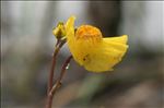 Utricularia vulgaris L.