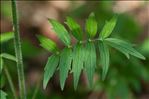 Valeriana officinalis subsp. tenuifolia (Vahl) Schübler & G.Martens