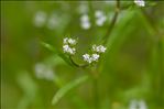 Valerianella dentata (L.) Pollich