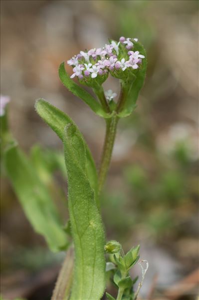 Valerianella eriocarpa f. muricata (Steven ex M.Bieb.) B.Bock