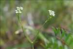 Valerianella eriocarpa f. muricata (Steven ex M.Bieb.) B.Bock