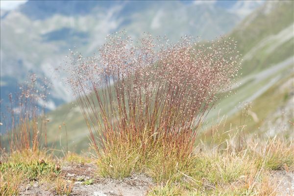 Avenella flexuosa (L.) Drejer
