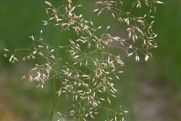Avenella flexuosa (L.) Drejer subsp. flexuosa