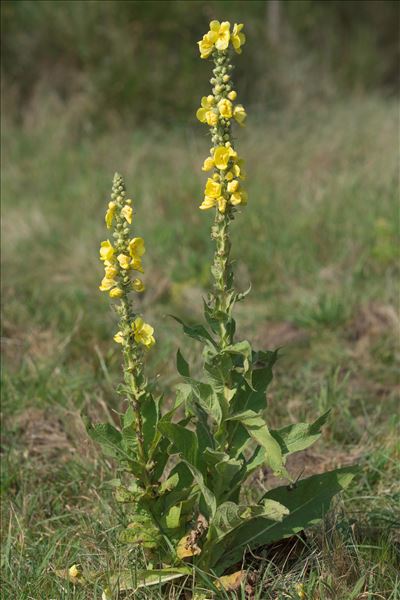 Verbascum densiflorum Bertol.