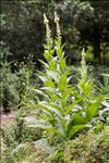 Verbascum densiflorum Bertol.