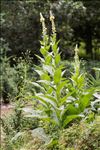 Verbascum densiflorum Bertol.