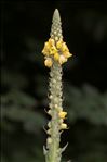 Verbascum densiflorum Bertol.