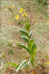 Verbascum densiflorum Bertol.