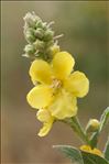 Verbascum densiflorum Bertol.