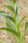 Verbascum densiflorum Bertol.