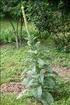 Verbascum densiflorum Bertol.