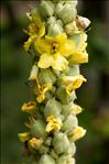 Verbascum densiflorum Bertol.