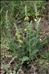 Verbascum lychnitis L.
