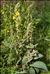 Verbascum phlomoides L.