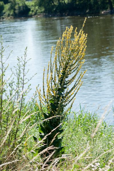 Verbascum pulverulentum Vill.