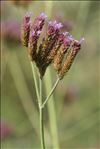 Verbena bonariensis L.