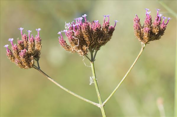 Verbena bonariensis L.