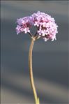 Verbena bonariensis L.