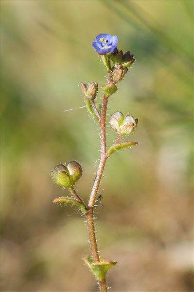 Veronica acinifolia L.