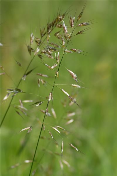 Avenula pubescens subsp. laevigata (Schur) Holub
