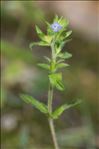 Veronica arvensis L.