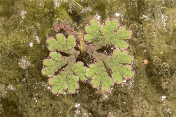 Azolla filiculoides Lam.