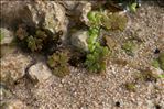 Azolla filiculoides Lam.