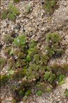 Azolla filiculoides Lam.