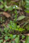 Veronica serpyllifolia subsp. humifusa (Dicks.) Syme