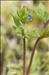 Veronica verna subsp. brevistyla (Moris) Rouy